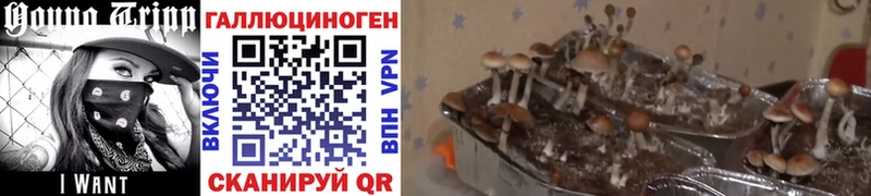 Галлюциногенные грибы Psilocybine cubensis гидра зеркало Алапаевск